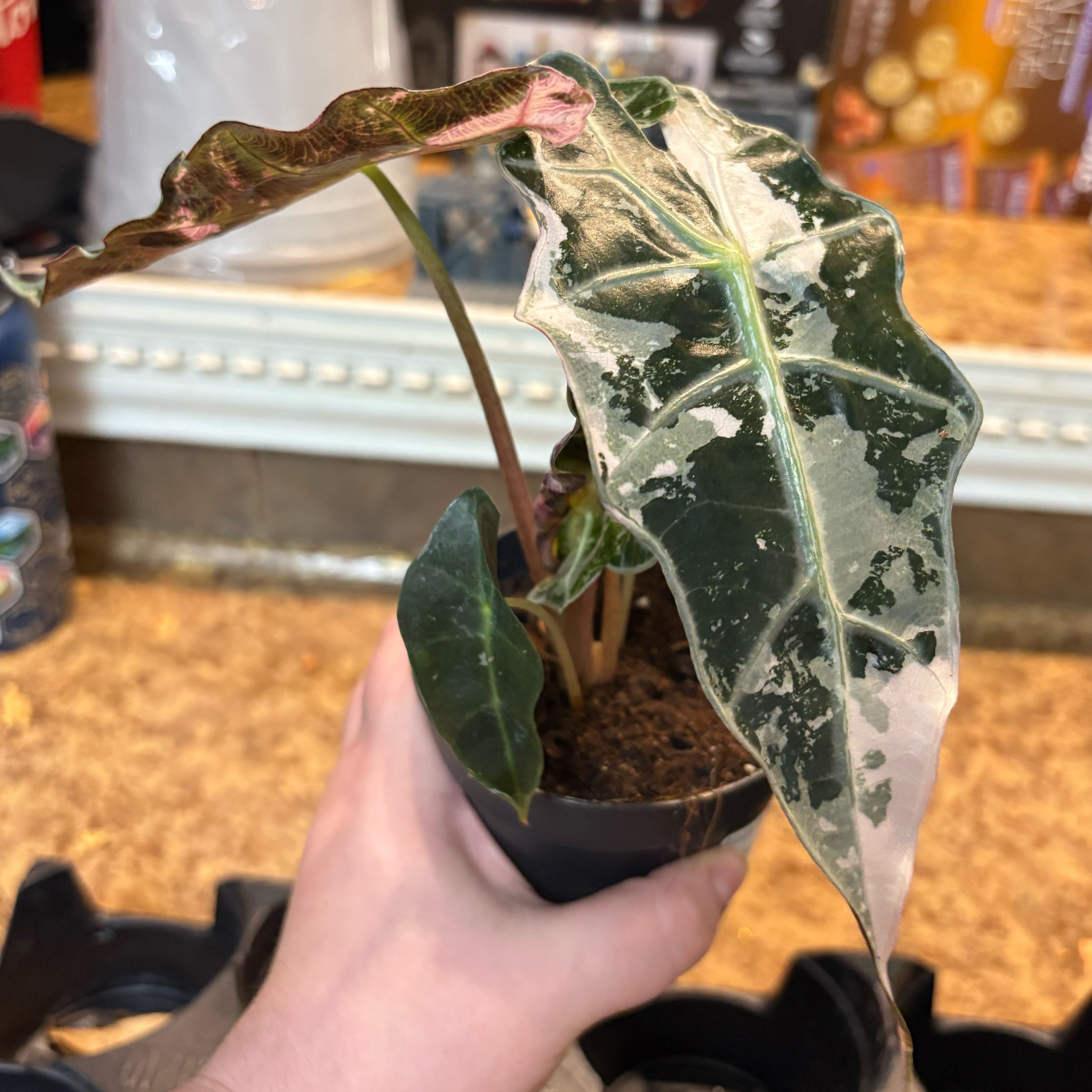 Photo of the plant species Alocasia Polly Pink Variegated by @Jellybean573 named Sanders on Greg, the plant care app
