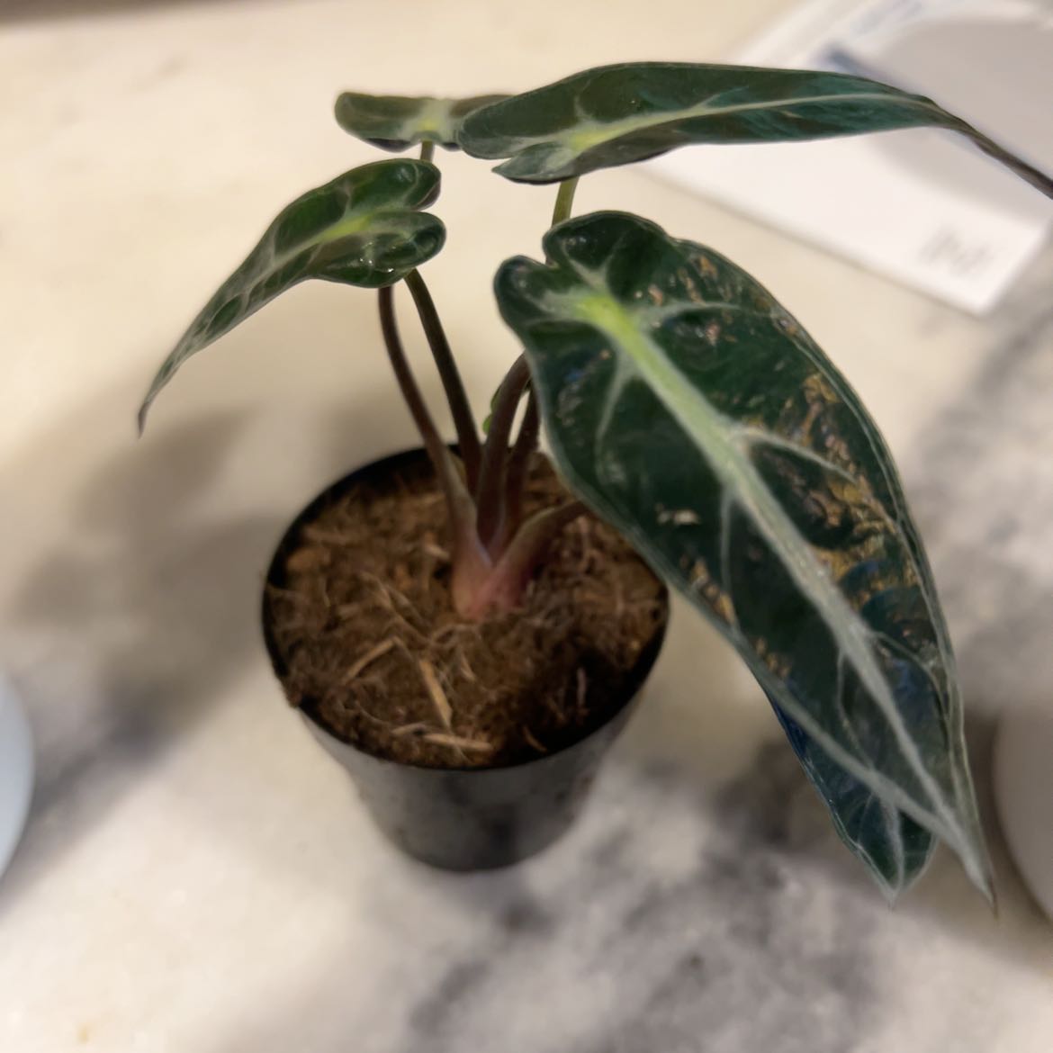 Photo of the plant species bambino arrow plant by @SpicyMondograss named Oscar on Greg, the plant care app