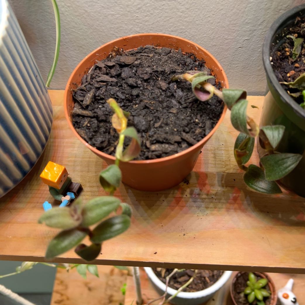 Photo of the plant species Baby Bunny Belly by @SpicyMondograss named Morgan Treeman on Greg, the plant care app