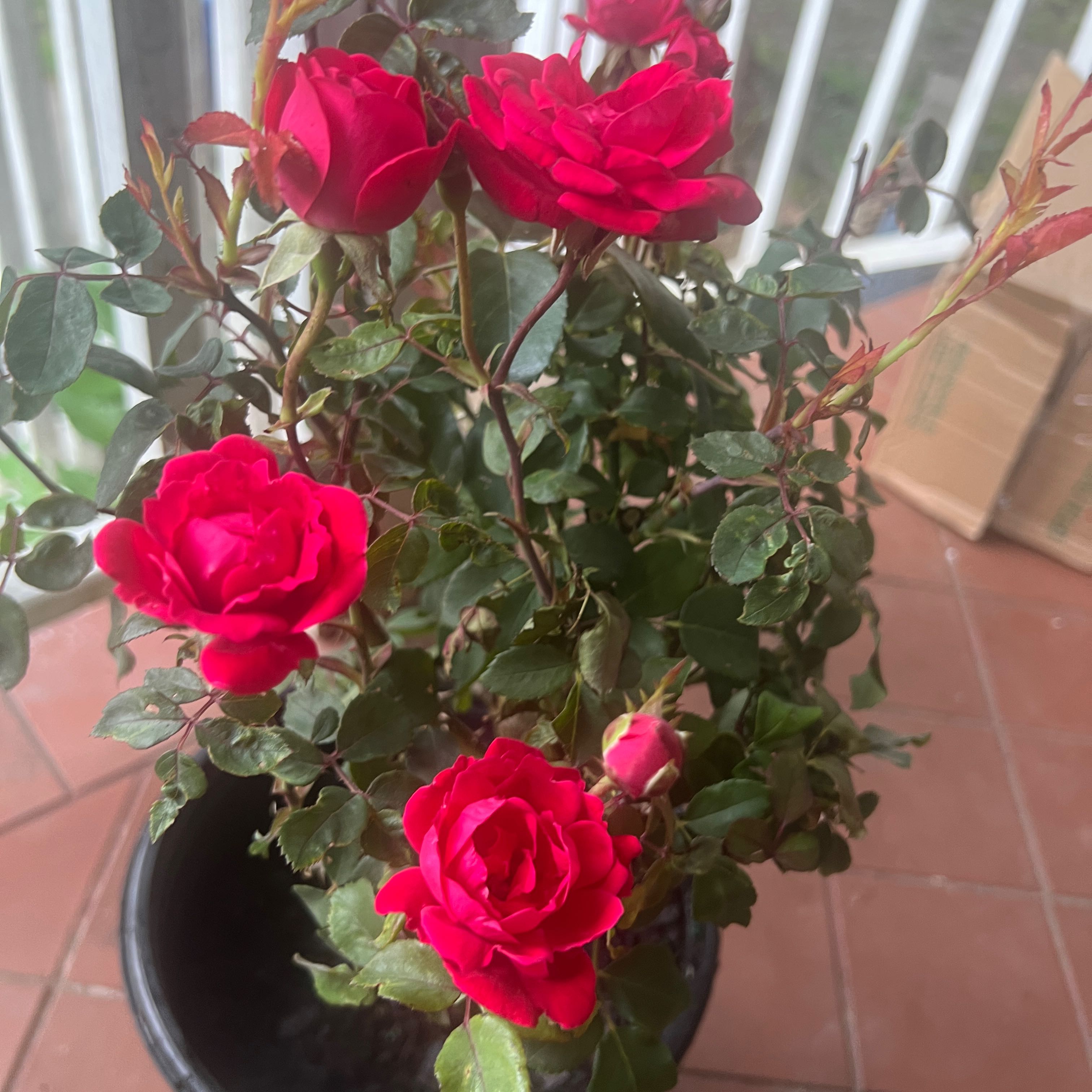 Photo of the plant species Double knock out rose by @SisterLuckyred named Big Red on Greg, the plant care app