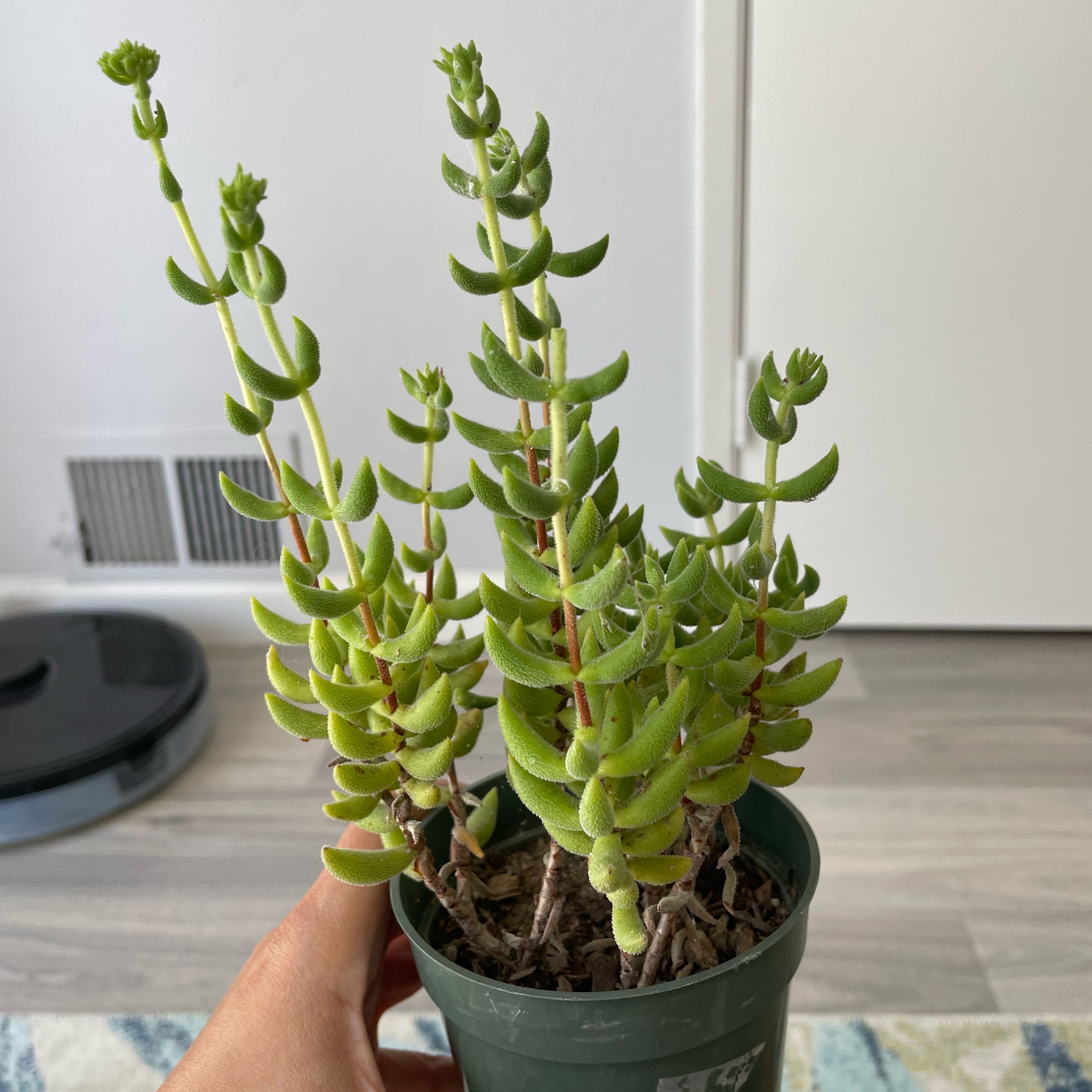Photo of the plant species Variegated Pickle Plant by @ZingWolfsbane named Lavender on Greg, the plant care app
