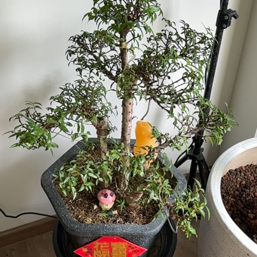 Photo of the plant species Water Jasmine by @FamousVaseyoak named Yang Mei on Greg, the plant care app