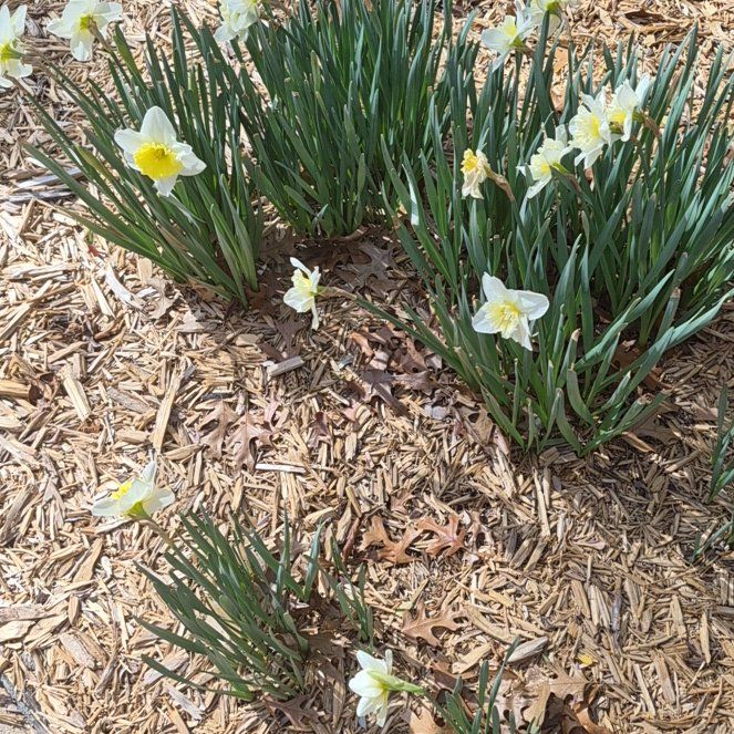 Photo of the plant species Poet's Narcissus by @FastFoxtailfern named Poet on Greg, the plant care app