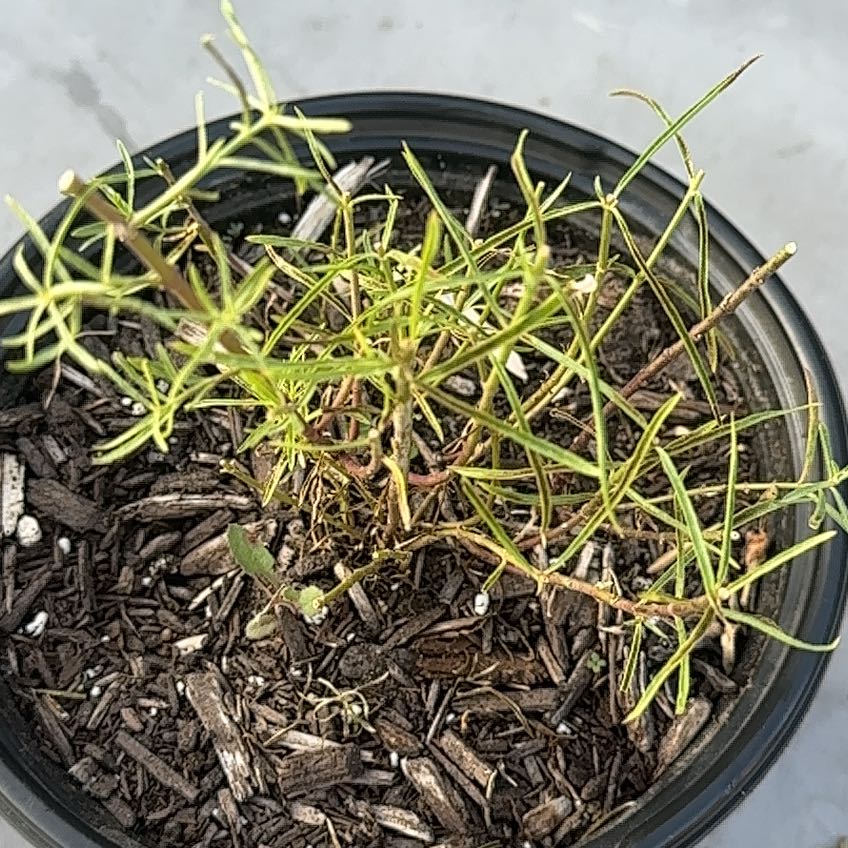 Photo of the plant species Milkweed by @EquippedApple named Elina on Greg, the plant care app