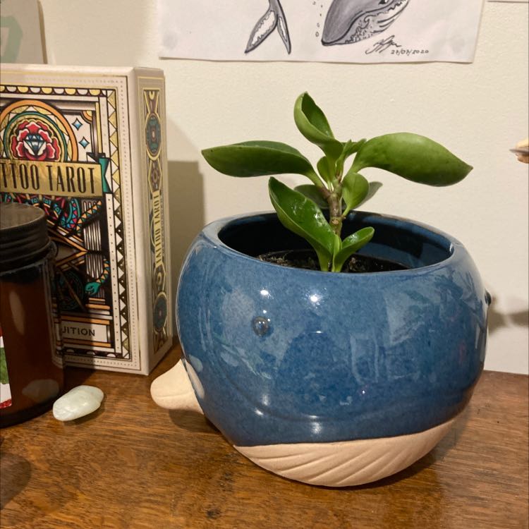 Peperomia Red Edge plant in a blue whale-shaped pot on a wooden surface.