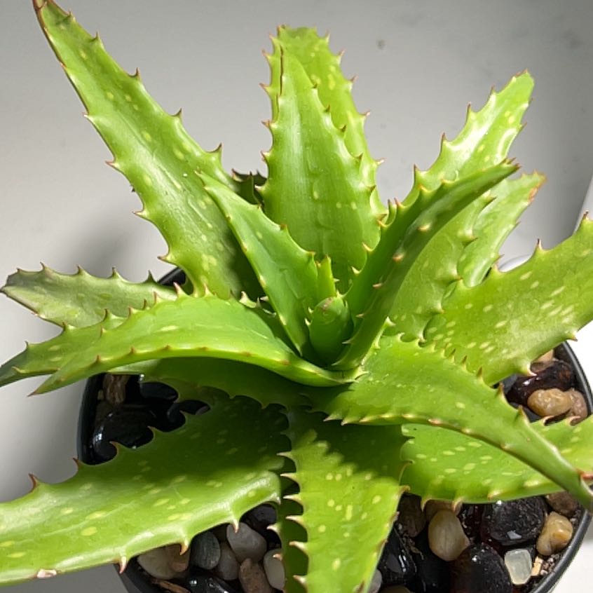 Photo of the plant species Aloe squarrosa by @TycoonSourwood named Surya on Greg, the plant care app