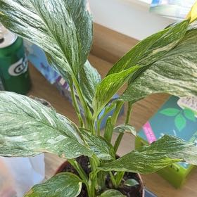 Photo of the plant species Variegated Peace Lily by @HeirNjoypothos named Planty on Greg, the plant care app