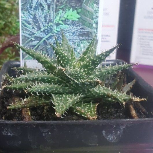 Photo of the plant species Haworthia-leaved Aloe by @FancyDragonjade named Foxxy on Greg, the plant care app