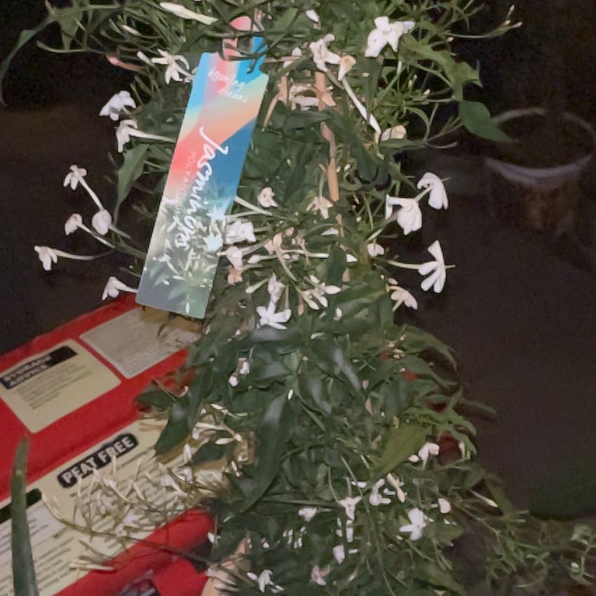 Photo of the plant species Pink Jasmine by @AproposOregano named Sonora on Greg, the plant care app