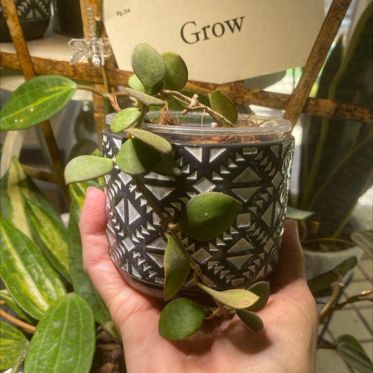 Photo of the plant species Hoya carmelae by @ArtGirl14 named STUDIO Hoya Carmelae on Greg, the plant care app