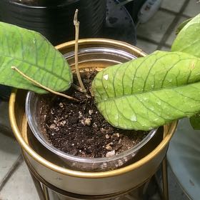 Photo of the plant species Hoya Sabah by @ArtGirl14 named KITCHEN Hoya Sabah on Greg, the plant care app