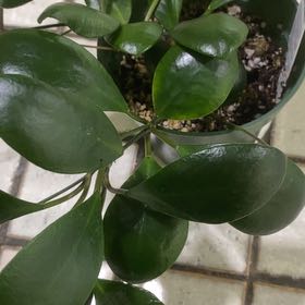 Photo of the plant species Hoya lucardenasiana by @ArtGirl14 named STUDIO Hoya Lucardensiana on Greg, the plant care app