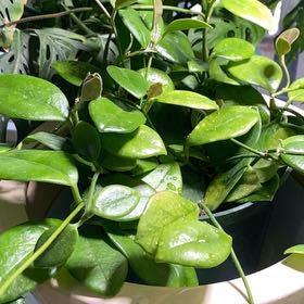 Photo of the plant species Hoya Keysii by @ArtGirl14 named KITCHEN Hoya Keysii on Greg, the plant care app