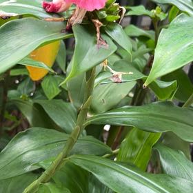 Photo of the plant species Crape Ginger by Eddie named Demi on Greg, the plant care app