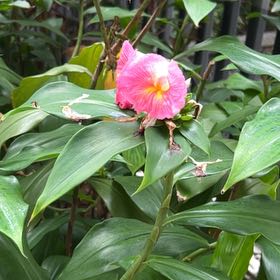 Photo of the plant species Crape Ginger by Eddie named Robert Plant on Greg, the plant care app