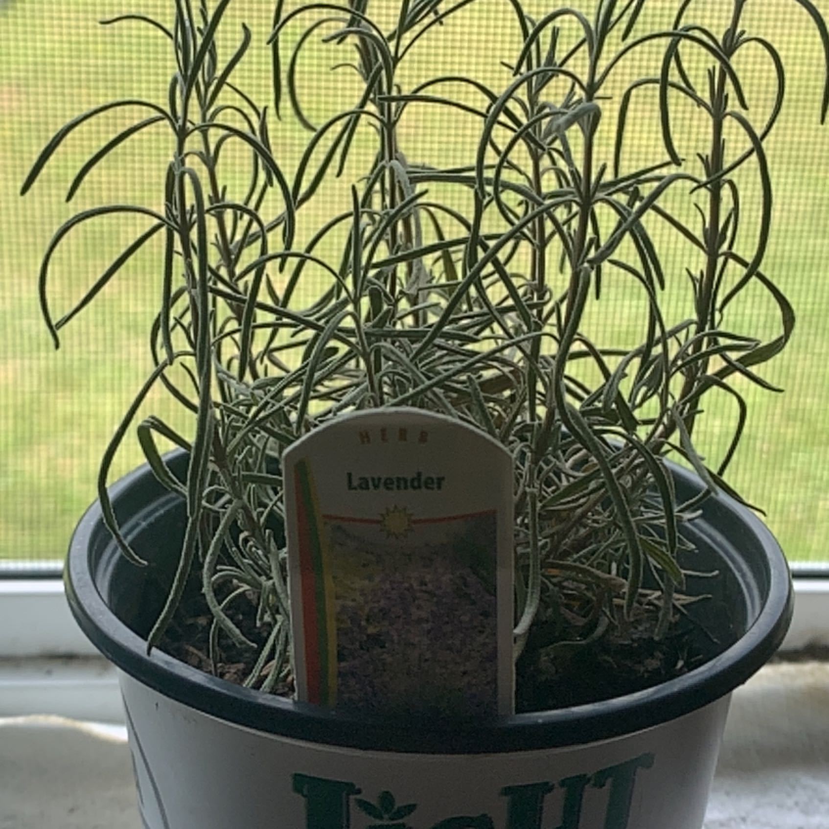 Photo of the plant species Munstead Lavender by @DandyBismarckia named Mochi on Greg, the plant care app