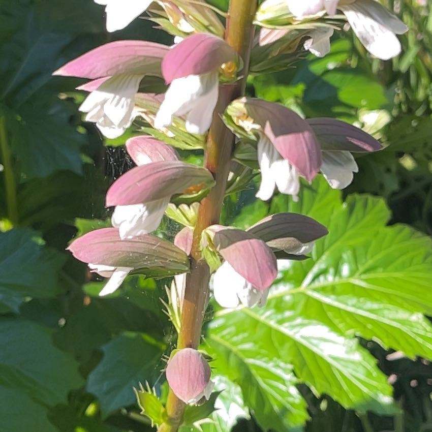 Photo of the plant species Acanthus Mollis by @TastyCatpalm24 named Hemingway on Greg, the plant care app