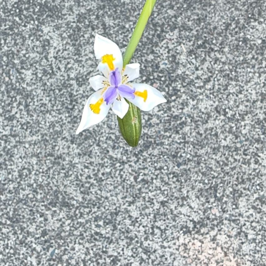 Photo of the plant species White African Iris by @TastyCatpalm24 named Clooney on Greg, the plant care app