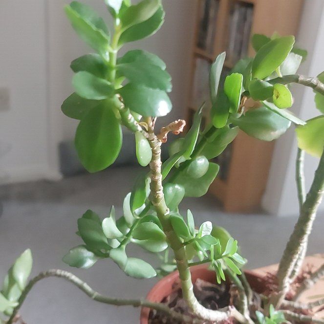 Tree Diddy