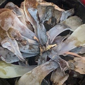 Photo of the plant species Agave celsii 'Multicolor' by @ZanyYankeeweed named Nemo on Greg, the plant care app