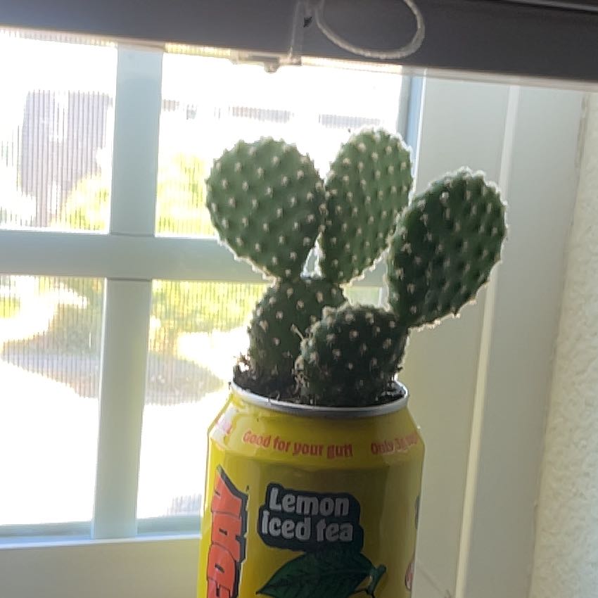 Photo of the plant species Bunny Ears Cactus 'Honey Mike' by @KookyMossorchid named Spike on Greg, the plant care app