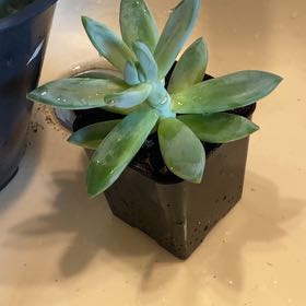 Photo of the plant species little jewel by @MajordomoMiro named Scrimp on Greg, the plant care app