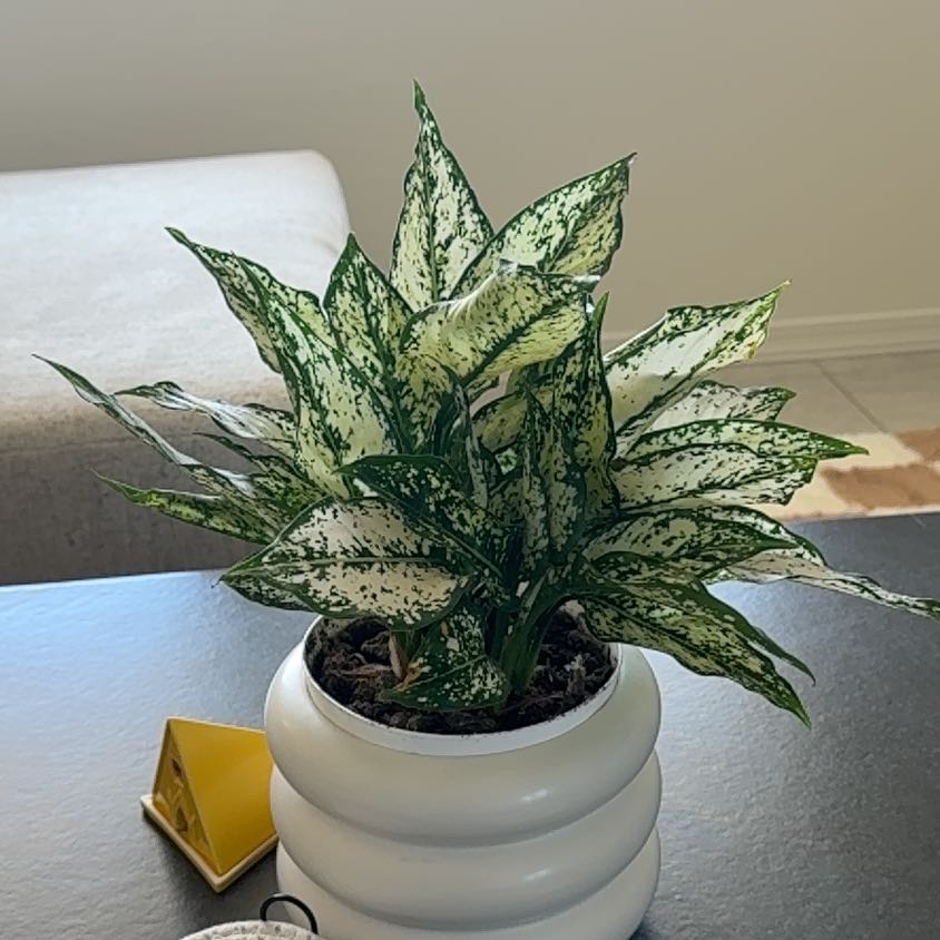 Photo of the plant species Aglaonema ‘First Diamond’ by @maztaztic named Osmo on Greg, the plant care app
