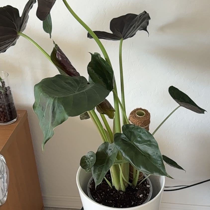 Photo of the plant species New Guinea Shield by @maztaztic named Harper on Greg, the plant care app