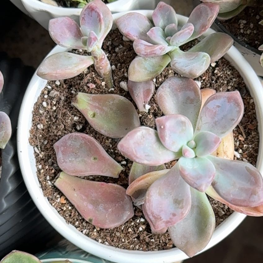 Photo of the plant species Graptoveria Murasaki by @MasterHawkswing named Sir Plancelot on Greg, the plant care app