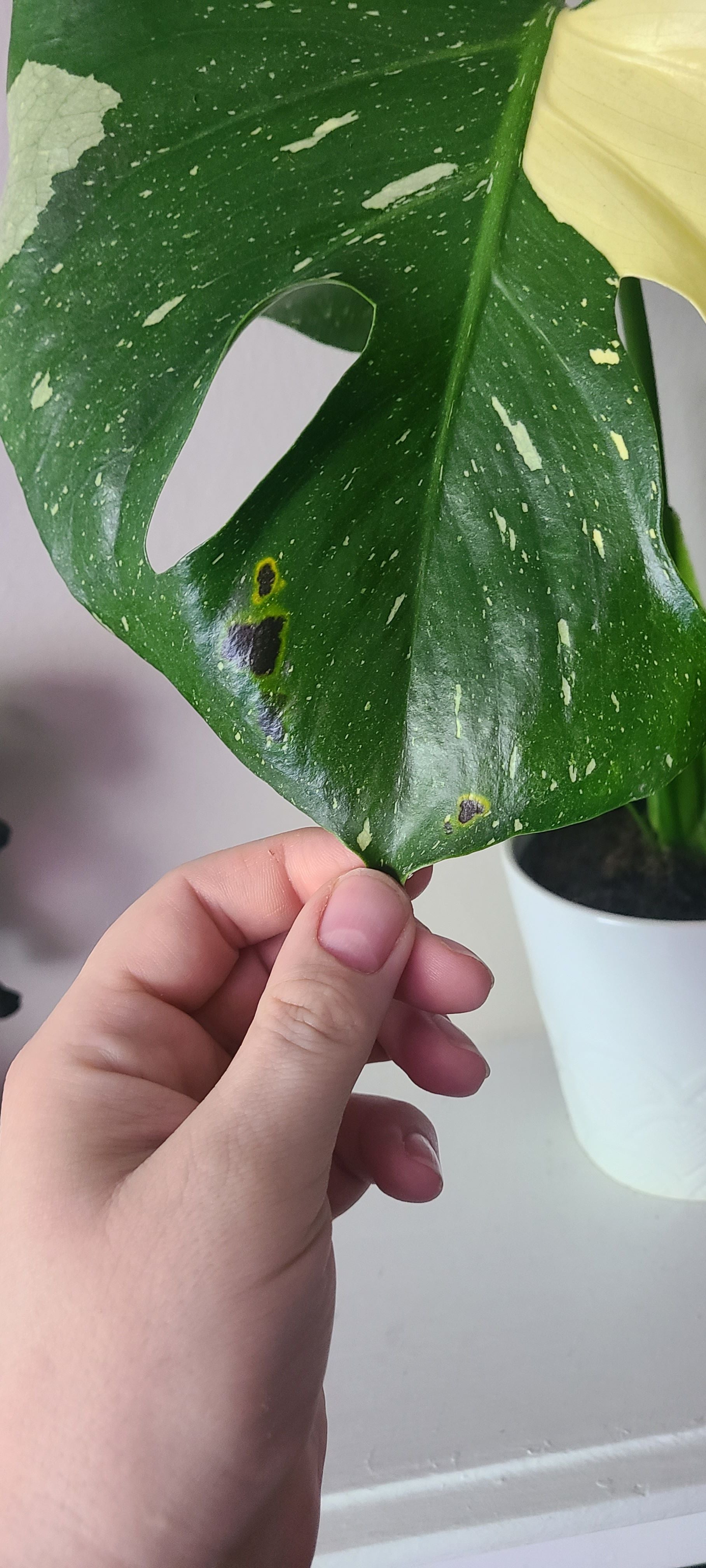 🔍 How to Fix Brown Spots on Your Monstera 'Thai Constellation'