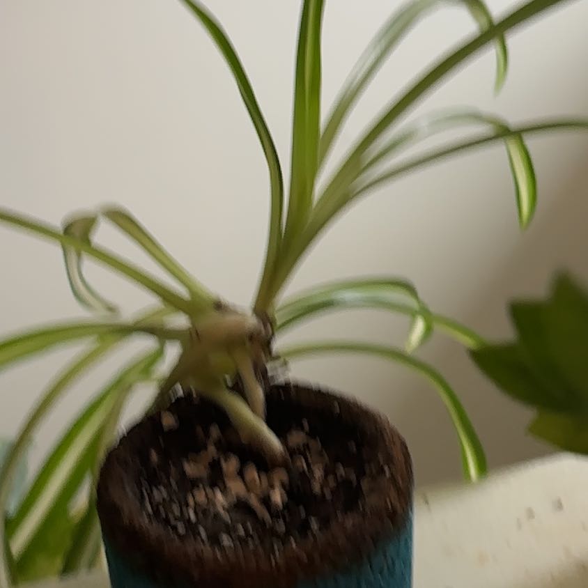 Photo of the plant species Checker Lily by @AnewWorm75 named Rosa on Greg, the plant care app