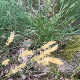 Photo of the plant species Common Velvetgrass by @SavvyEggplant named Bella on Greg, the plant care app