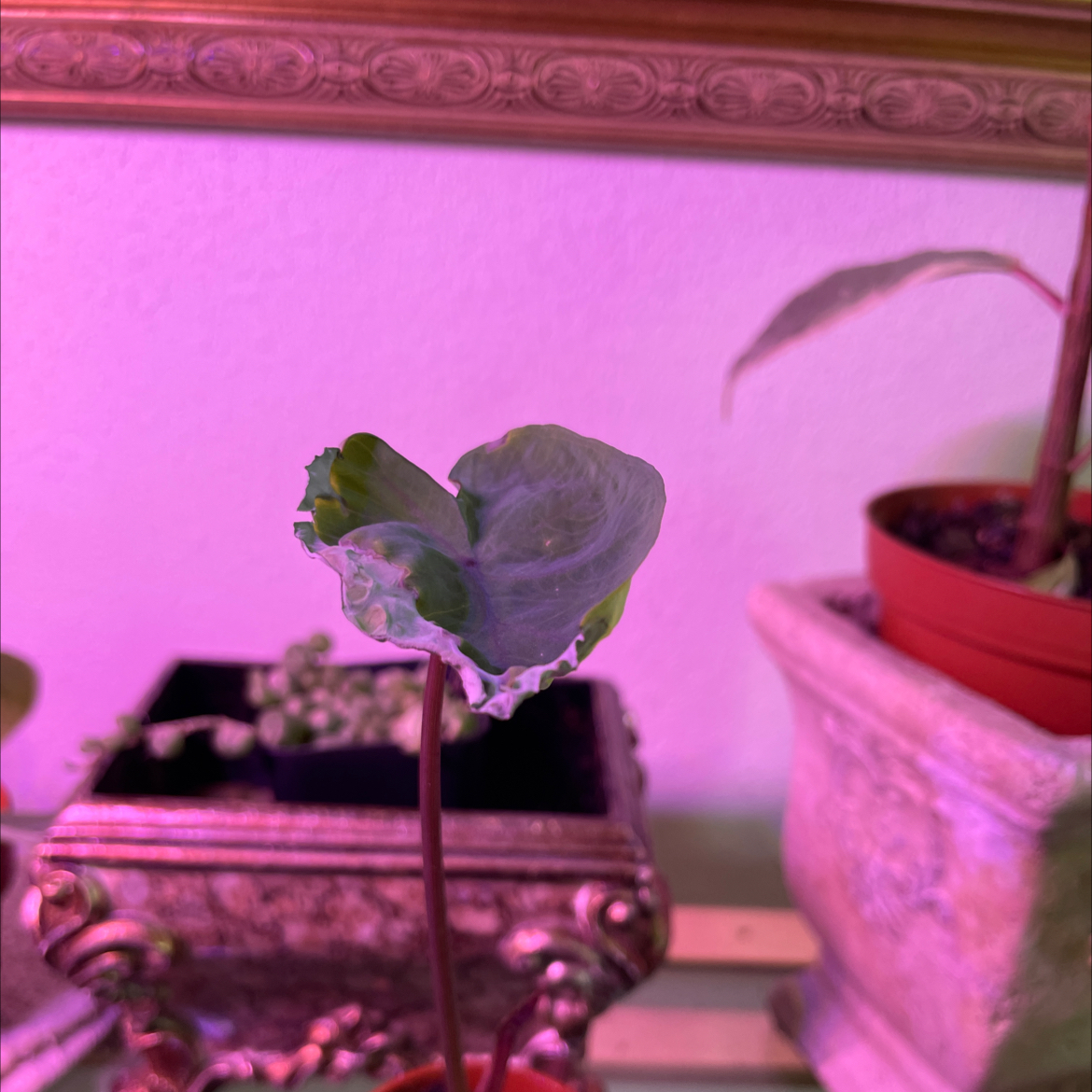 Photo of the plant species Colocasia Black Sapphire Gecko by @NeatGliricidia named Mando on Greg, the plant care app