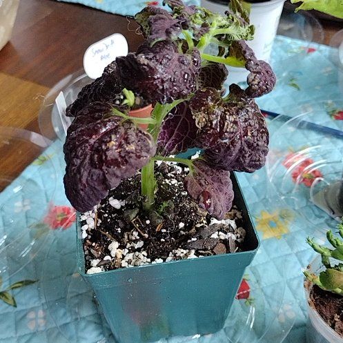 Photo of the plant species Black Dragon Coleus by @HeadWhiteclover named Huckleberry Fern on Greg, the plant care app