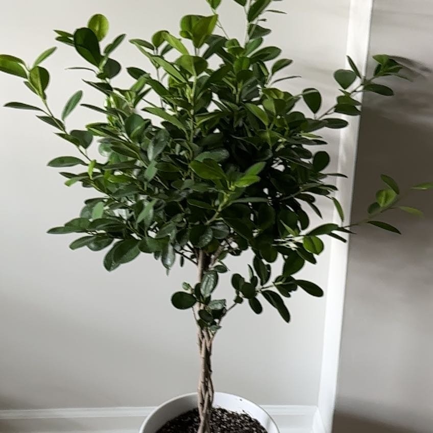 Photo of the plant species weeping fig by @AmazingKamahi named Huckleberry Fern on Greg, the plant care app