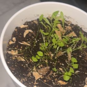 Photo of the plant species Thai Basil by @FitCarpetrose named Tupot amaroot on Greg, the plant care app