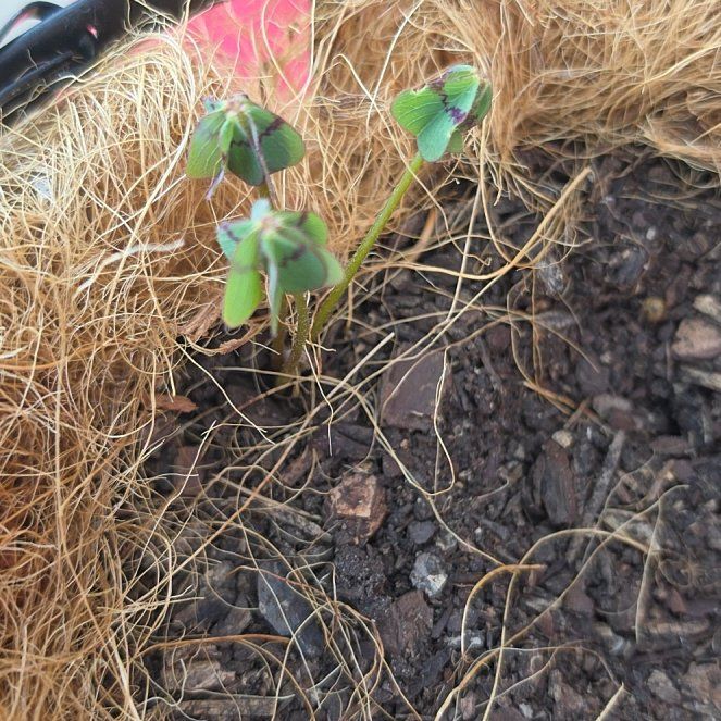 Photo of the plant species Iron Cross by @SpunkyKudulily named Ronaldo on Greg, the plant care app