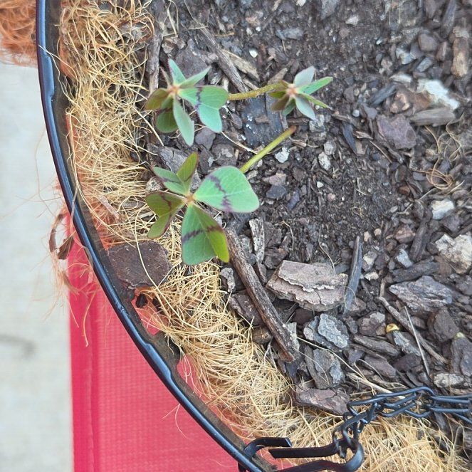 Photo of the plant species Iron Cross by @SpunkyKudulily named Sproutacus on Greg, the plant care app