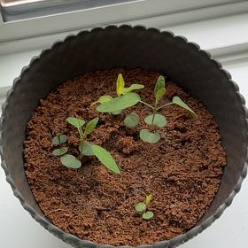 Photo of the plant species Eucalyptus Lemon Bush by @ComicMatgrass named Beckham on Greg, the plant care app