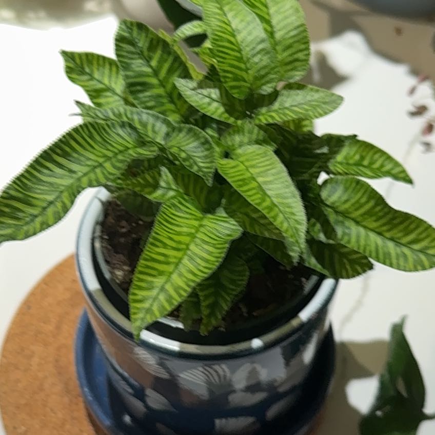 Photo of the plant species Bamboo Golden Zebra FERN by @HandySmallonion named Dzebra on Greg, the plant care app