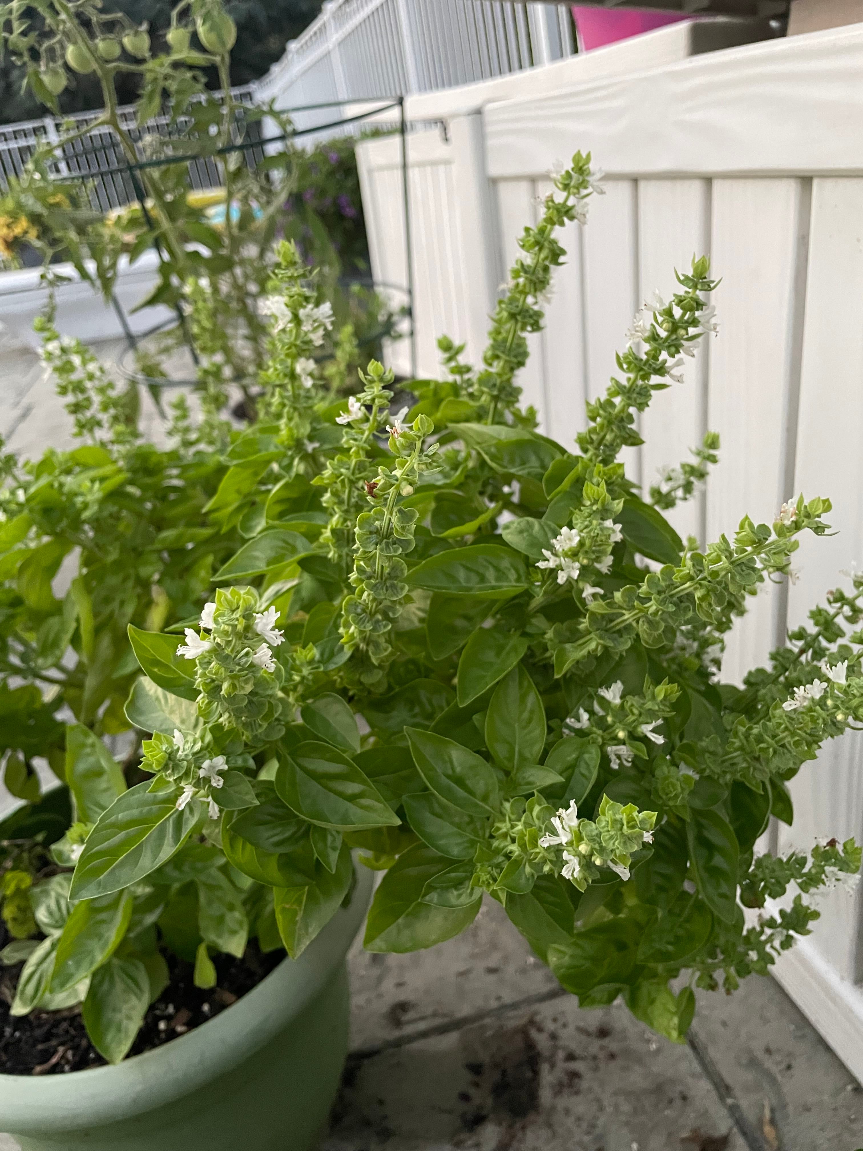 Everleaf Basil Plant Care Water, Light, Nutrients Greg App 🌱