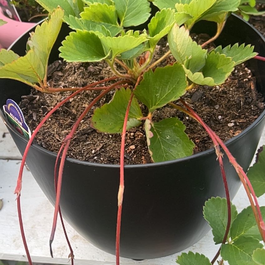 Photo of the plant species Allstar Strawberry by @PoliteLemonbalm named Strawberry on Greg, the plant care app