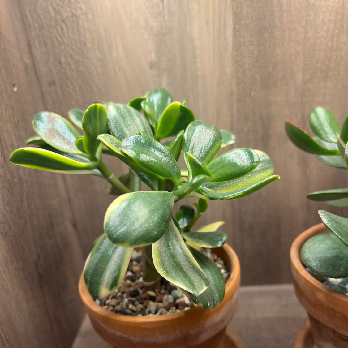 Photo of the plant species Verigated Jade by @SmartWhitefir named Zeus on Greg, the plant care app