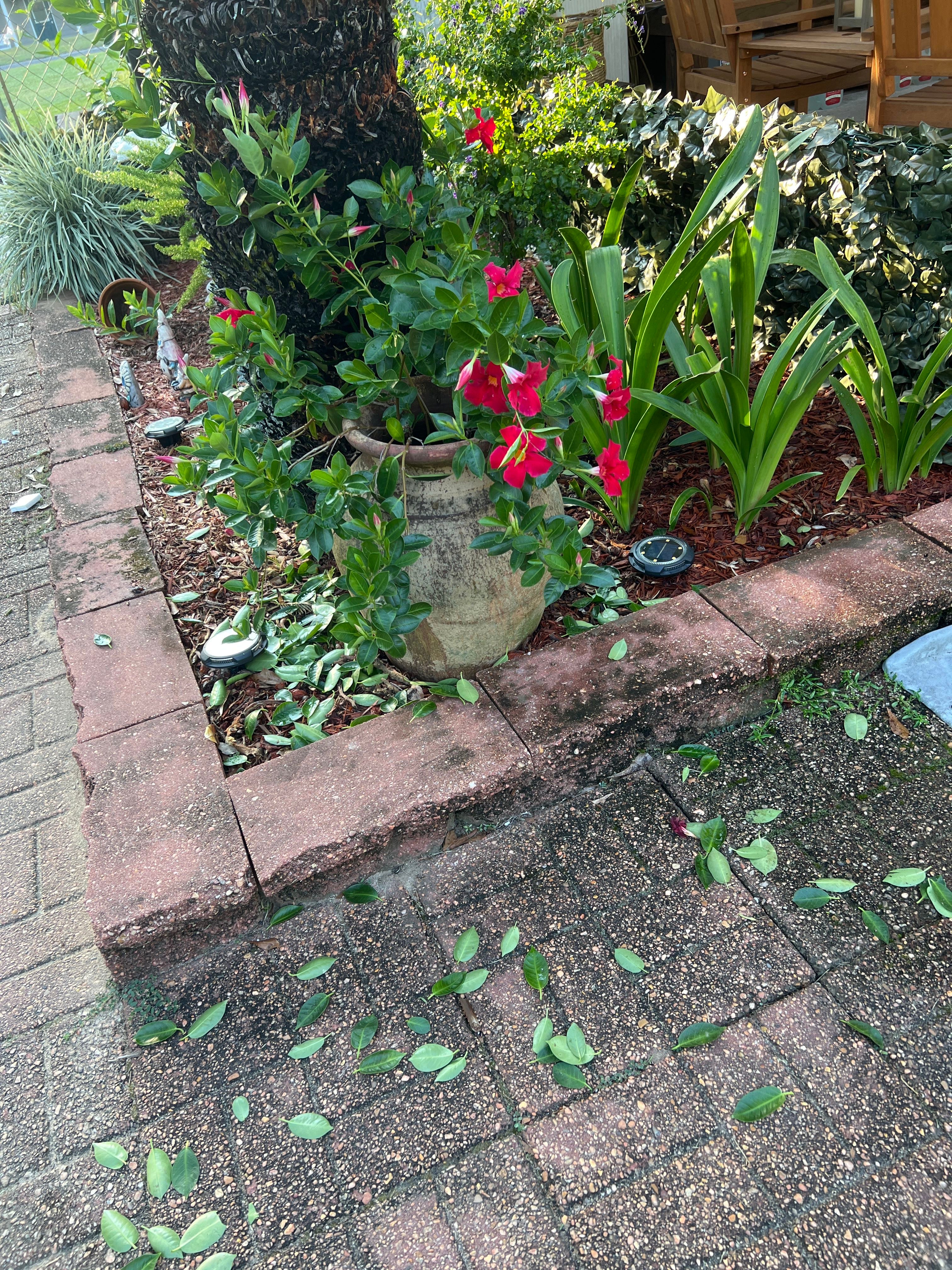 📏 How Tall Your Mandevilla 'Bella Deep Red' Can Get