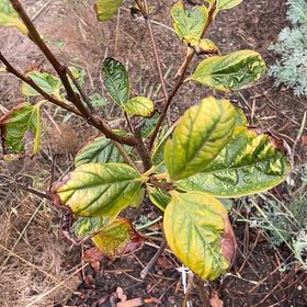 Photo of the plant species Fuyu Jiro Persimmon by @JocoseNutgrass named Figyonce on Greg, the plant care app