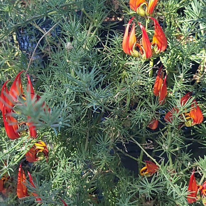 Photo of the plant species Lotus berthelotii by @SoaringChickpea named da Vinci on Greg, the plant care app