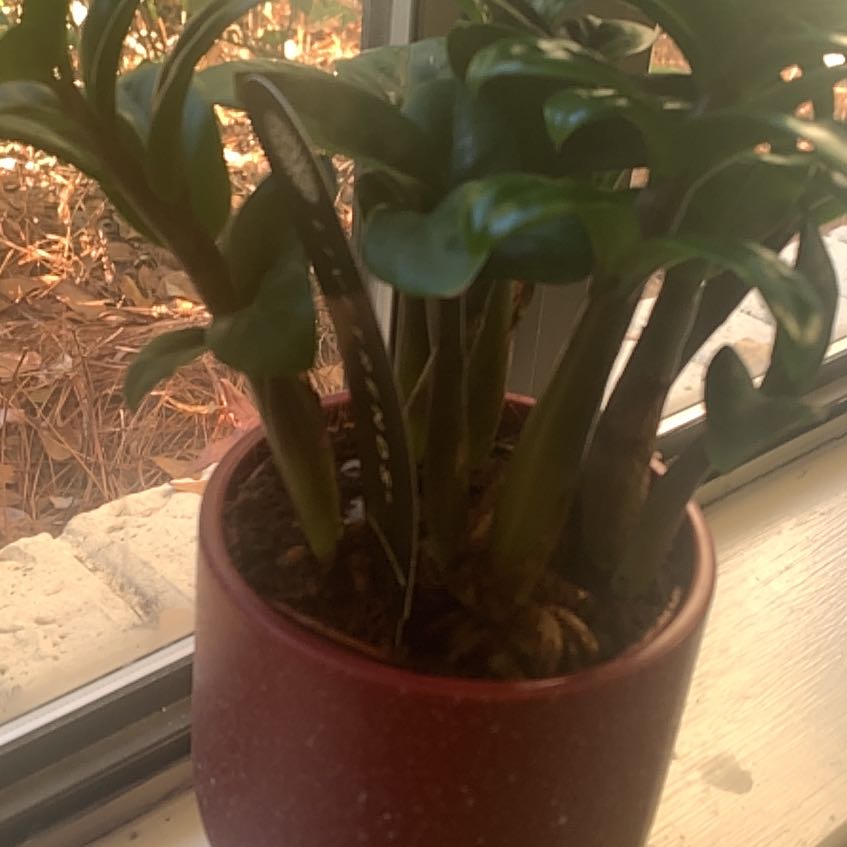 Photo of the plant species Zz Supernova by @SelectWaxvine named Miley on Greg, the plant care app