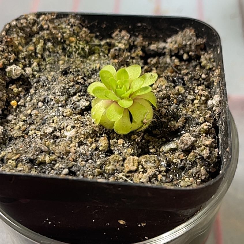 Photo of the plant species Pinguicula agnata gypsicola by @CoolSilvermound named Terra on Greg, the plant care app