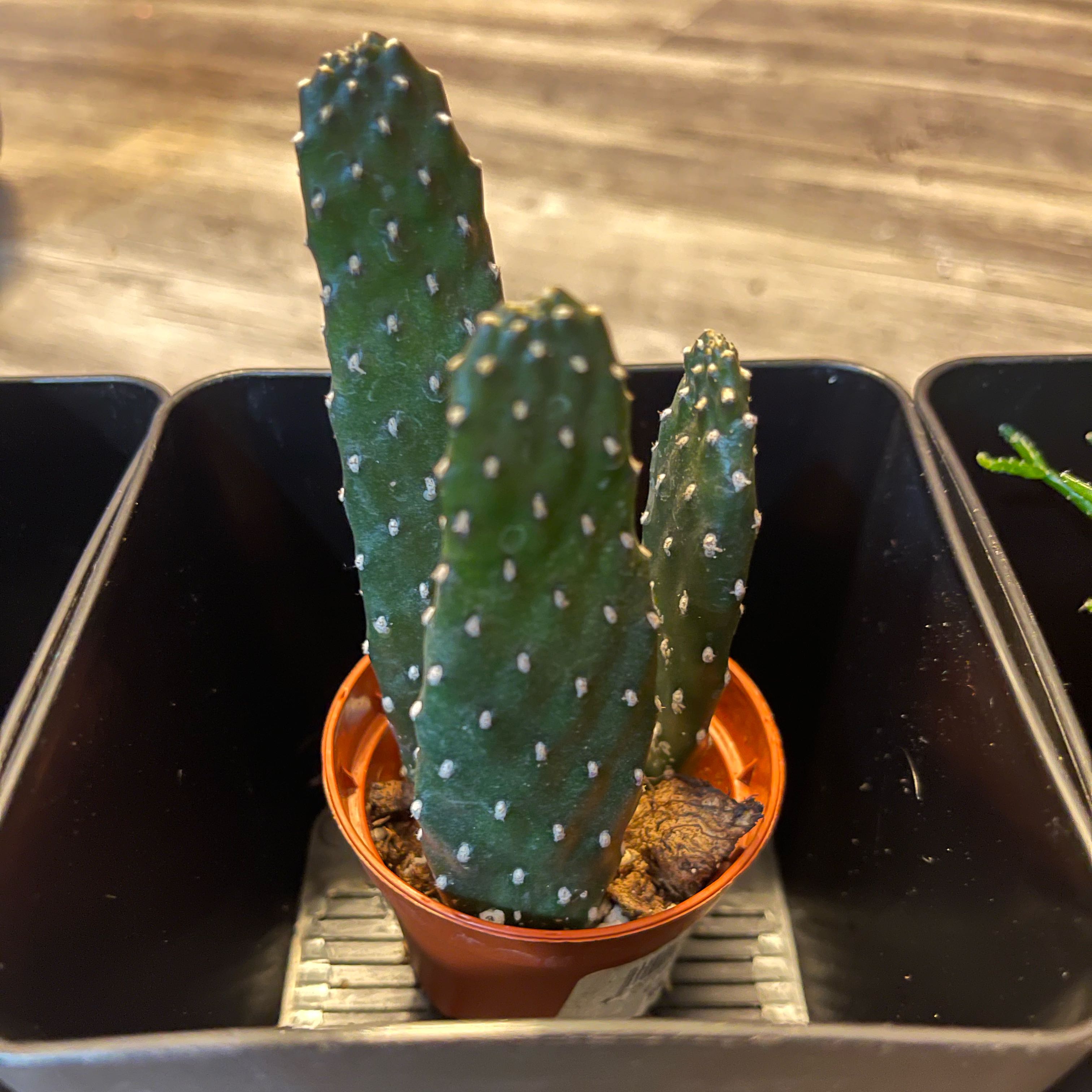 Photo of the plant species Caribbean Tree Cactus by @CoolSilvermound named Kardashian on Greg, the plant care app