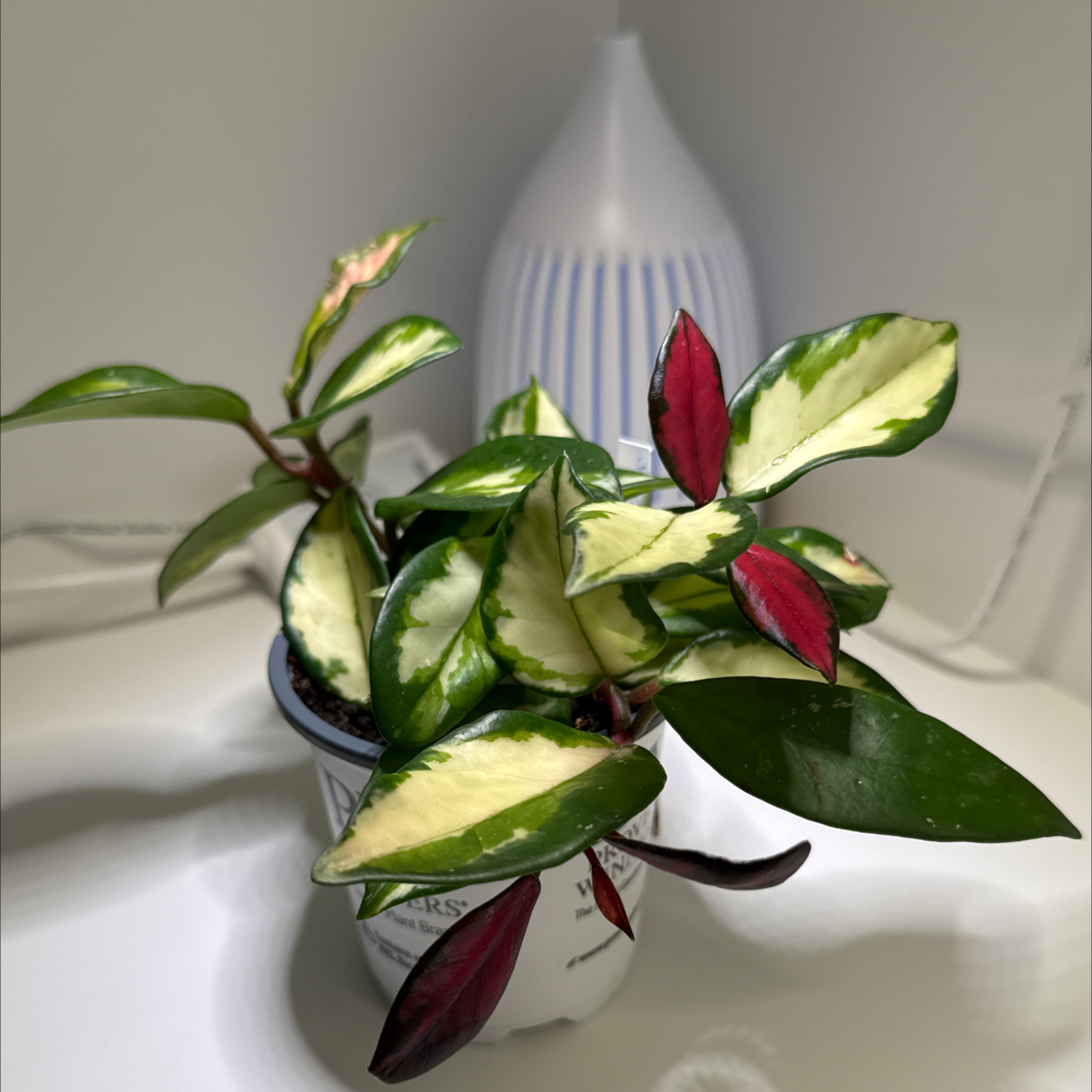 Photo of the plant species Rubra Hoya Carnosa by @StoriedCyclamen named Plantasia on Greg, the plant care app
